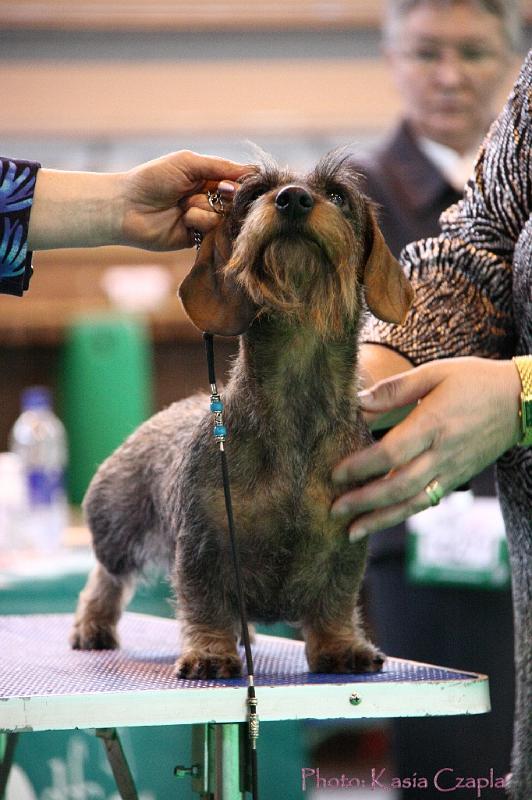 Crufts2011_2 1314.jpg